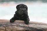 SHAR-PEI 496